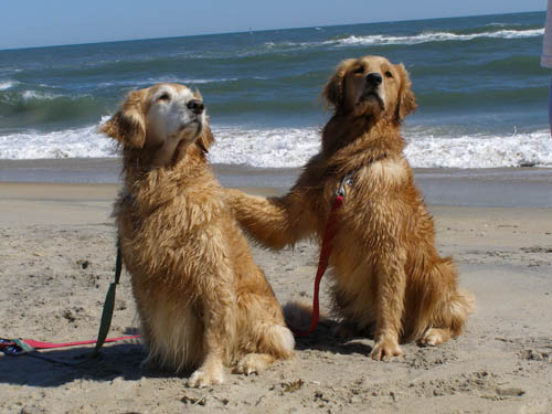 spice and lark at the beach