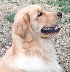 zestgoldens.com calvin head shot