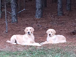 zest goldens calvin and nala