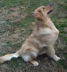 zestgoldens.com calvin sitting