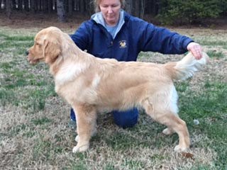 zestgoldens.com calvin stacked