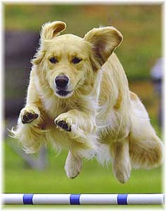 zestgoldens.com kizzie